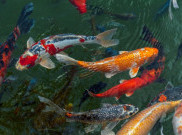 Rahasia Memperpanjang Umur Ikan Koi