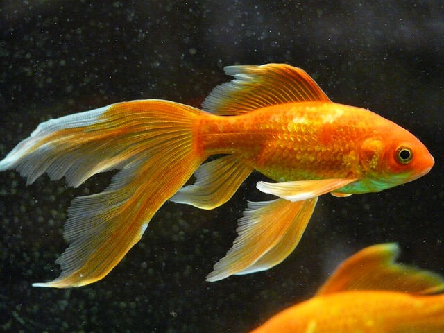 Yuk hindari penggunaan akuarium bulat. (Foto: Pixabay/Hans)