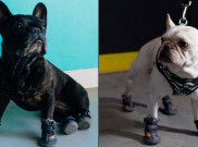 Apakah Normal Jika Anjing Mengorok Saat Tidur? 