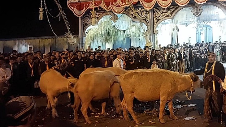 5 Kebo Bule dan 13 Pusaka Diarak Saat Kirab Pusaka Malam 1 Suro Keraton Surakarta