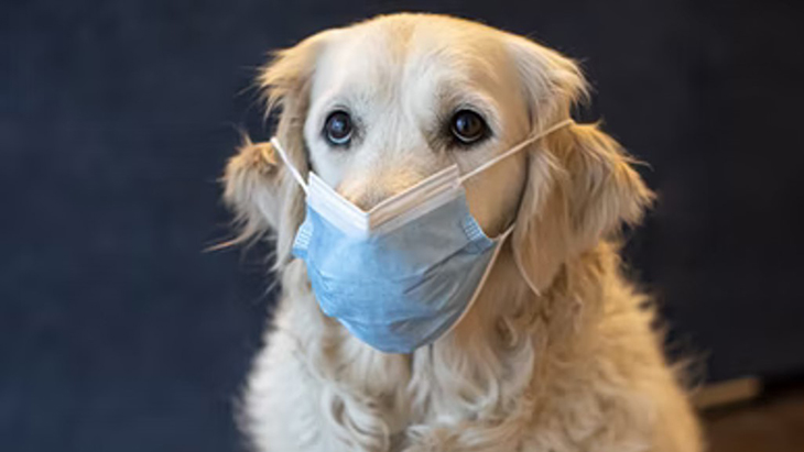 Studi Baru, Kasih Sayang dari Seekor Anjing dapat Mengobatimu
