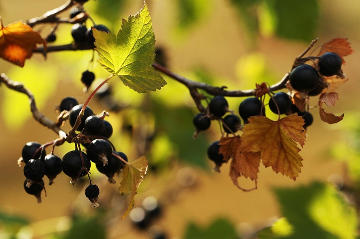 teh blackcurrant
