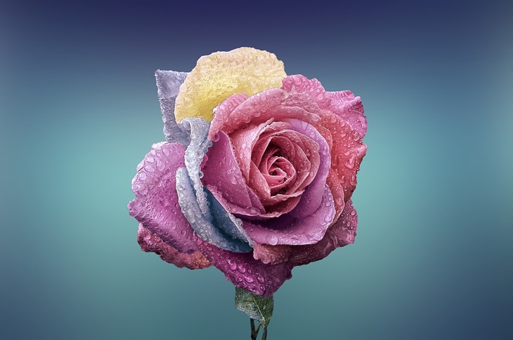 rose water