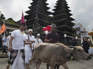 BNPB Percepat Evakuasi Ternak Pengungsi Gunung Agung