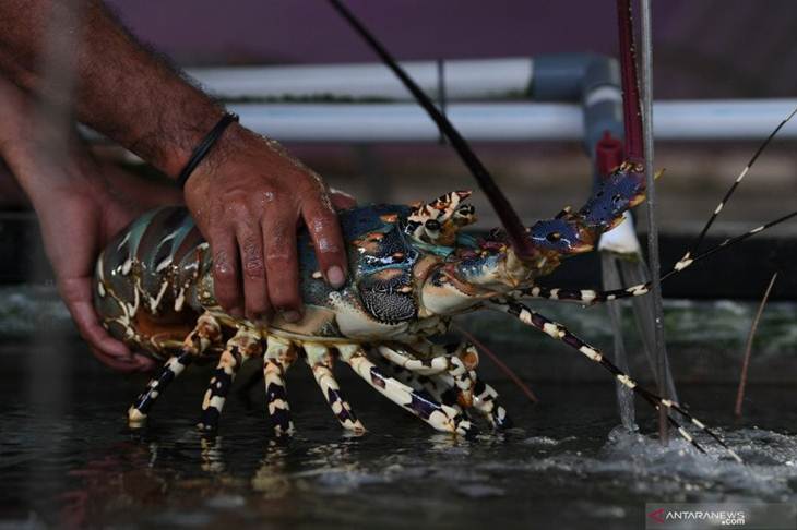 Pekerja memperlihatkan lobster siap kirim di Morotai, Maluku Utara, Selasa (8/10/2019). . ANTARA FOTO/ Wahyu Putro A/nz. (ANTARA FOTO/WAHYU PUTRO A)