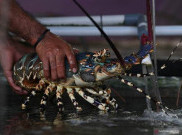 Perkara Lobster Bisa Bikin Edhy Prabowo Dicap Anti Demokrasi