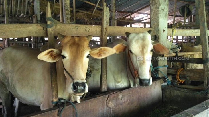 Kemarau, Peternak di Lereng Merapi Kini Butuh 6 Jam Kumpulkan 2 Karung Rumput 