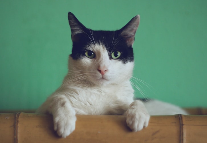 kucing