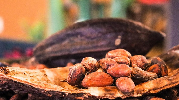 bisnis kakao di indonesia