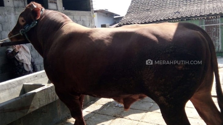 Hari Raya Iduladha, Jokowi Kurban 2 Ekor Sapi Limosin di Kampung Halaman