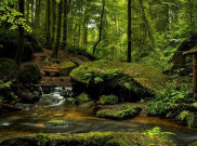 4 Hutan Terindah di Dunia, Salah Satunya Ada di Indonesia