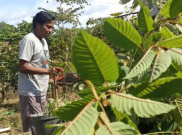 Kemenkes: Kratom Tak Masuk Jenis Narkotika