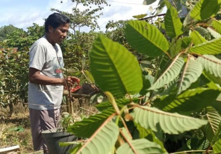 Legalitas Tanaman Kratom Masih Jadi Perdebatan 