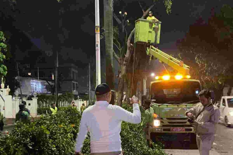Imbas Insiden Pengemudi Lexus Tewas, 200 Pohon Palem di Pondok Indah Kena Peremajaan