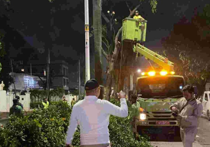 Imbas Insiden Pengemudi Lexus Tewas, 200 Pohon Palem di Pondok Indah Kena Peremajaan
