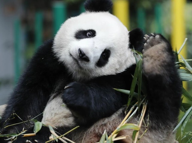 panda
