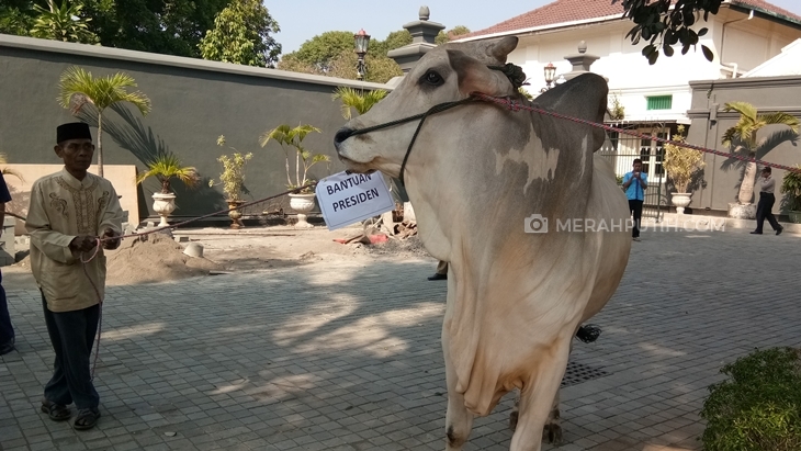 Presiden Jokowi Serahkan Sapi Kurban ke Bantul