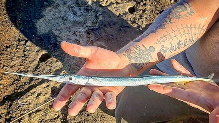 Needlefish, Ikan Kecil Namun Berbahaya di Dunia