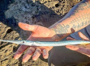 Needlefish, Ikan Kecil Namun Berbahaya di Dunia