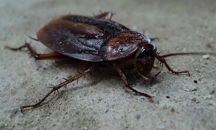 Kecoak Kebal Insektisida, Begini Cara Memberantasnya