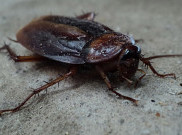 Kecoak Kebal Insektisida, Begini Cara Memberantasnya
