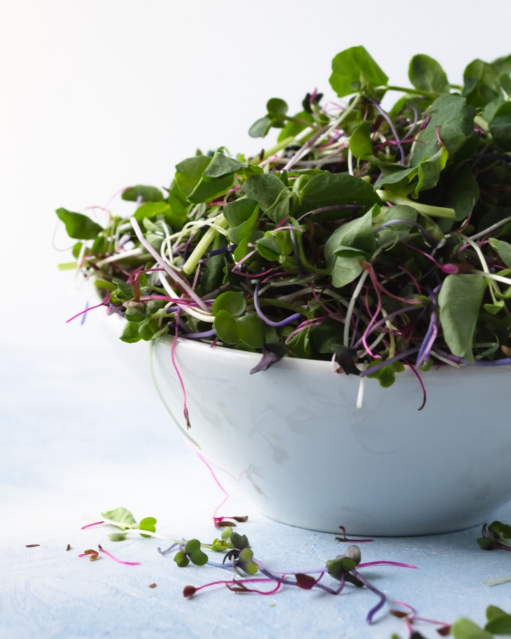 Cara Anti Ribet Menanam Microgreen di Rumah