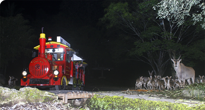 Wisata malam di Taman Safari Bogor