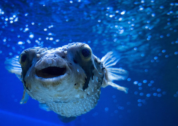 ikan buntal