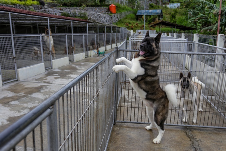 kennel von haus JHL
