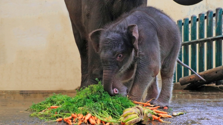 Taman Safari Kini Punya Gajah Bernama Covid