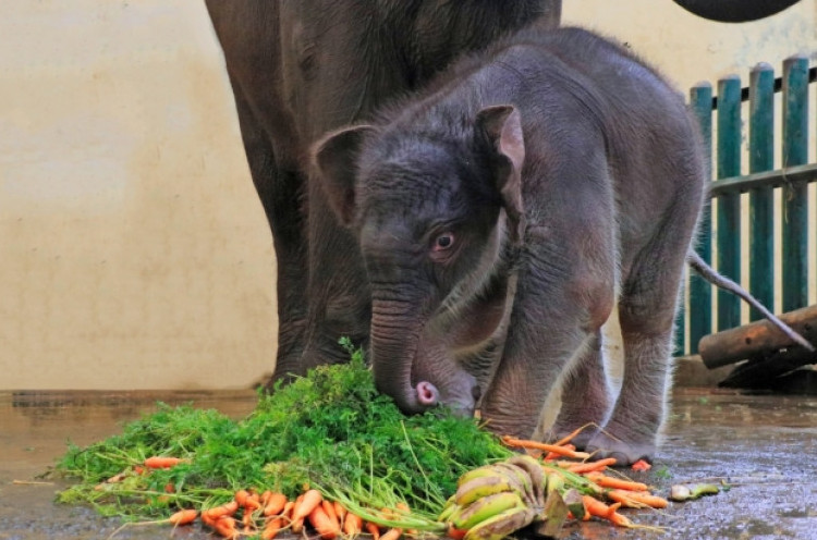 Taman Safari Kini Punya Gajah Bernama Covid