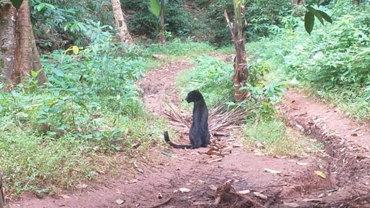 Macan Kumbang Masuk ke Permukiman Warga di Banten