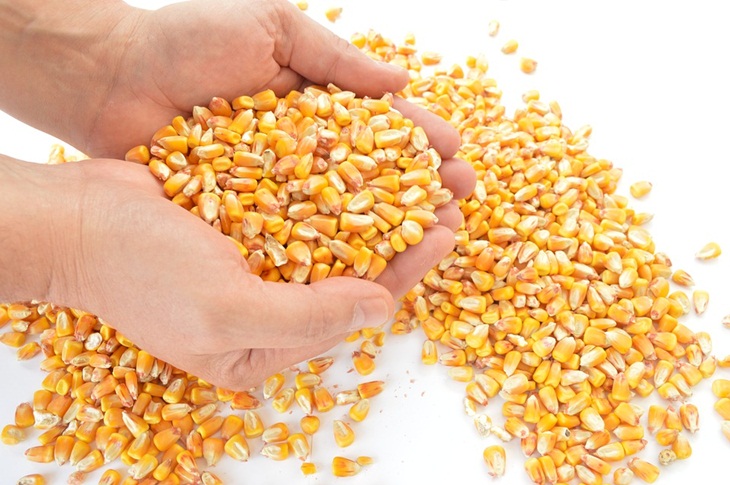 Jagung dijadikan sebagai bahan utama pembuatan kaparak. (Foto: Pixabay/DESPIERRES)