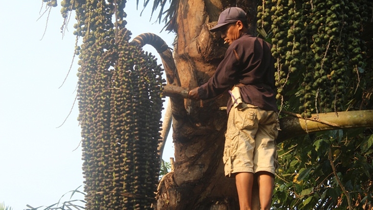Orang lagi di atas pohon aren. (Foto/tokoonlinetegalbinangun.blogspot.com)