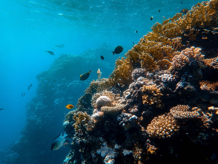 Bioteknologi, Jawaban untuk Pengelolaan Keanekaragaman Hayati Laut Indonesia