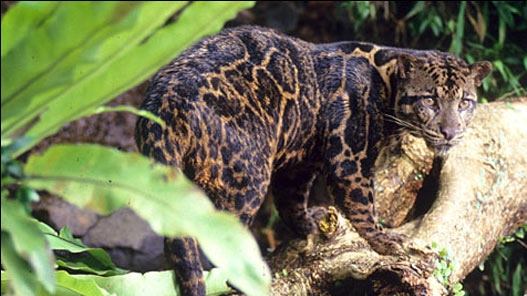 macan dahan bukit soeharto