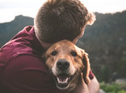 Cara Mengetahui Kehamilan Anjing Kesayanganmu 