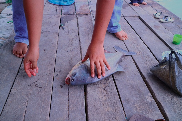 Ikan bawal sebagai bahan utama pembuatan lempah tumis. (Foto: Pixabay/pakjen)
