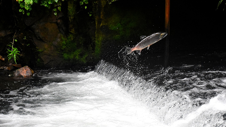 salmon