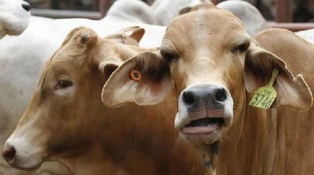 Sapi milik masyarakat