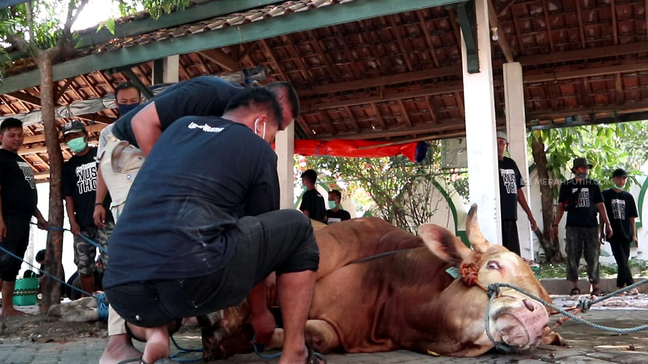 Butuh Belasan Orang untuk Robohkan Sapi Kurban Milik Jokowi di Masjid Al-Wusto
