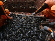 Populasi Ikan Sapu-Sapu Capai 80 Persen, Pemprov DKI Siapkan Rp 250 Juta