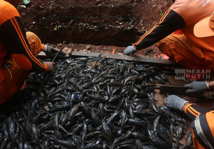 Populasi Ikan Sapu-Sapu Capai 80 Persen, Pemprov DKI Siapkan Rp 250 Juta