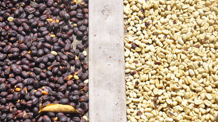 kopi Geisha