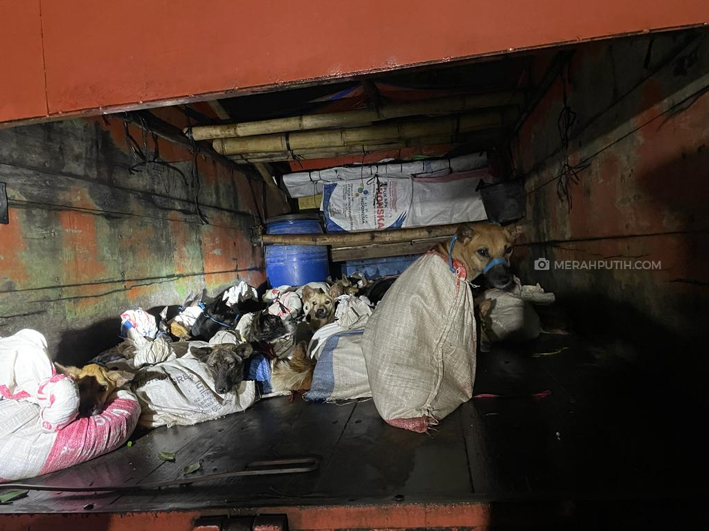 Terdakwa Kasus Perdagangkan Anjing di Sukoharjo Divonis 1 Tahun 4 Bulan Penjara