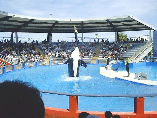 Lolita Orca