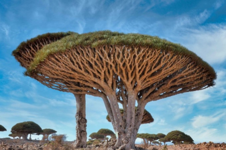 Hutan Terindah dari Seluruh Dunia, Mana yang Paling Ajaib?