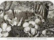 Thomas Stanford Raffles Bukan Penemu Bunga Bangkai Rafflesia Arnoldii!