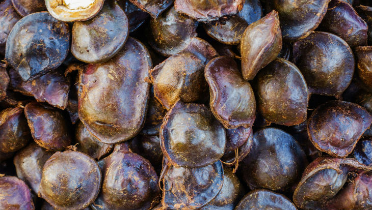 Wilayah Ini akan Dijadikan Sentra Jengkol di Indonesia