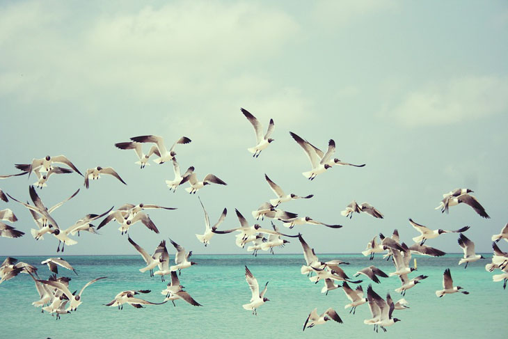 seagull